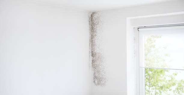 Mold Documentation for Insurance Claims